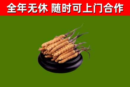 武冈市烟酒回收冬虫夏草.jpg