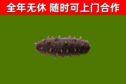 武冈市回收海参干